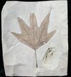 Large Fossil Sycamore Leaf - Green River Formation #15829-1